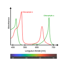 Spectre des chlorophylles a et b