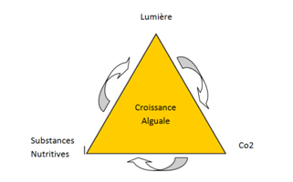 Triangle de croissance algale, cycle de vie d'une algue