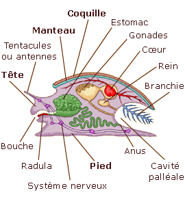 Archetype de Mollusque, anatomie escargot