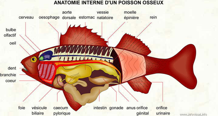 anatomie du betta spendes