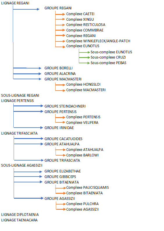Lignage apistogrammas
