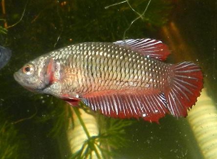 Betta splendes defaut ecailles