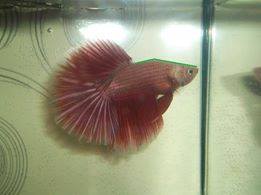 Betta splendes avec dos en accent circonflexe