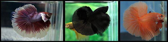 Betta splendes avec une ligne correcte