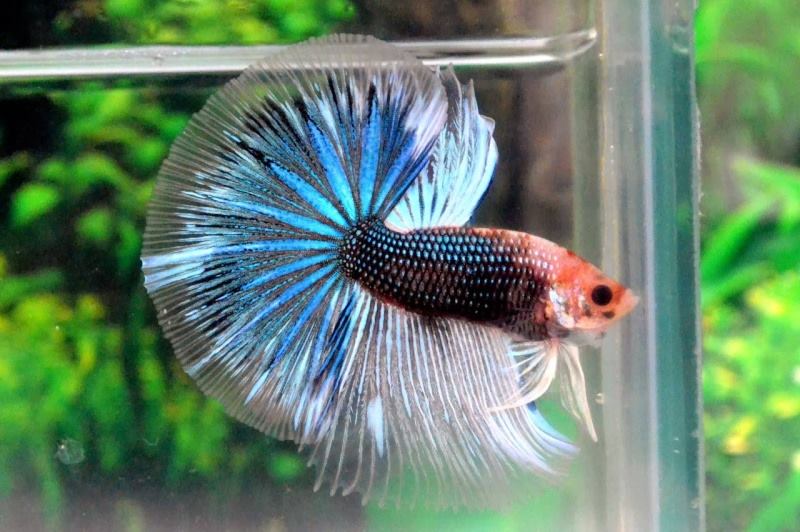 Betta splendes reproducteur