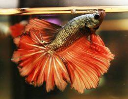 Betta splendes rosetail