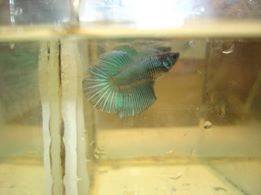 Betta splendes sans pelvienne