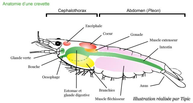 anatomie crevette coeur gonade intestin branchies estomac