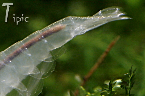 intestin crevette