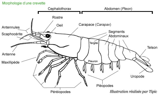 morphologie crevette pleon pleopodes uropode pereiopodes rostre