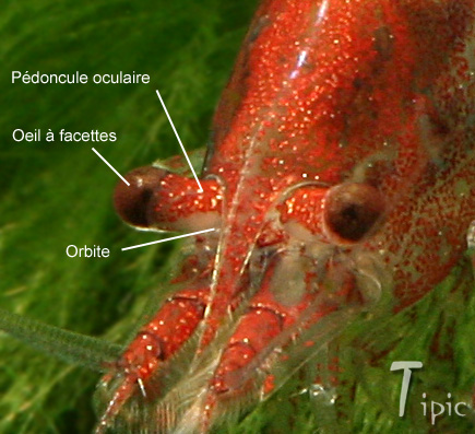 oeil crevette