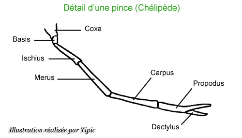 pince chelipede crevette