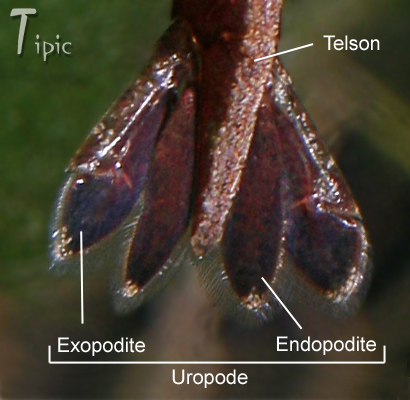 telson et uropode crevette