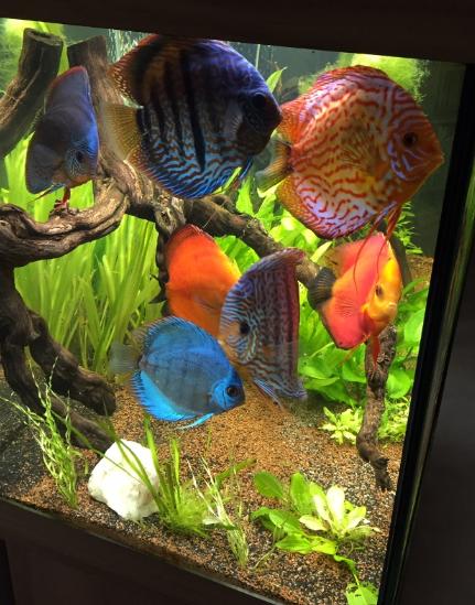 mes discus mangent dans mon aquarium