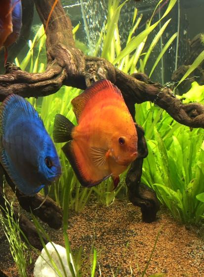 mes discus, marlboro orange et bleu cobalt