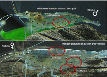 difference male femelle comment distinguer japonica