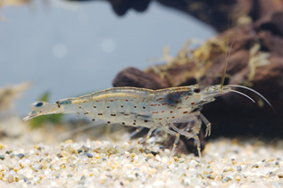 caridina Multidentata