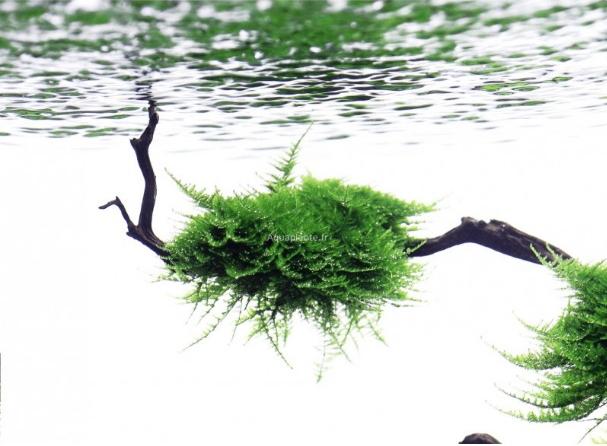 Fixation et montage christmas moss sur branche