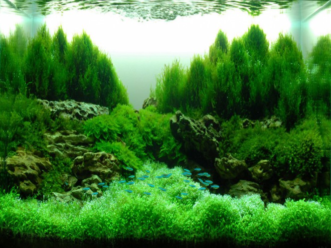 Décor aquarium avec mousses