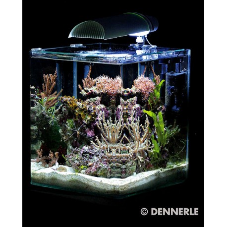 Exemple de nano aquarium marin