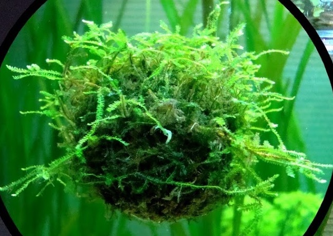 Balles biosphères sont plantées de mousse de Java (Vesicularia Dubyana)