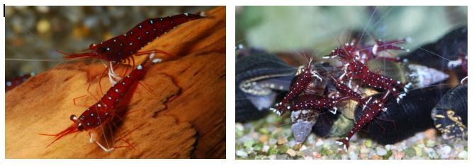 Nano aquarium caridina dennerli