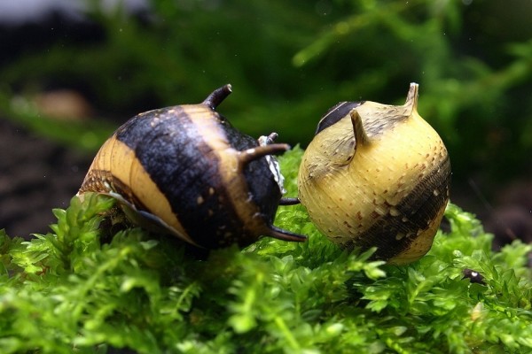 Nano aquarium escargot bourdon à cornes