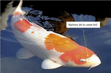 carpe koi
