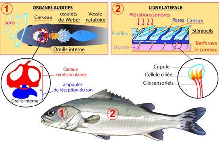 osselets weberiens