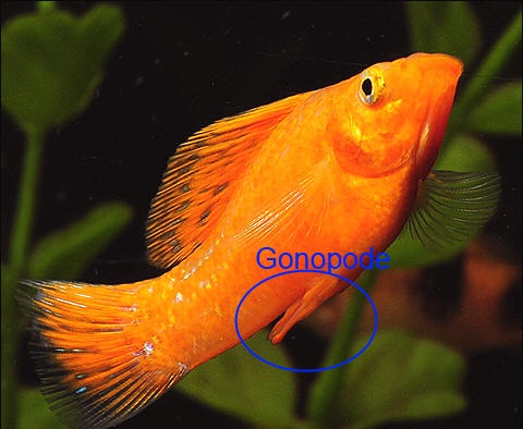 poisson gonopode