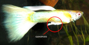 poisson gonopode