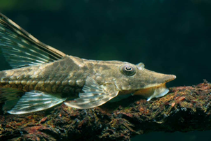 sturisoma panamense