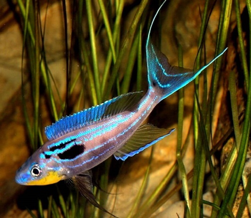 Benthochromis Tricoti
