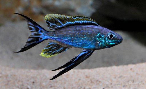Cyathopharynx Furcifer Rutunga