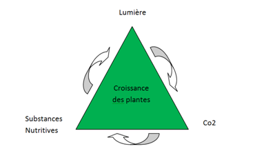 Triangle de croissance des plantes