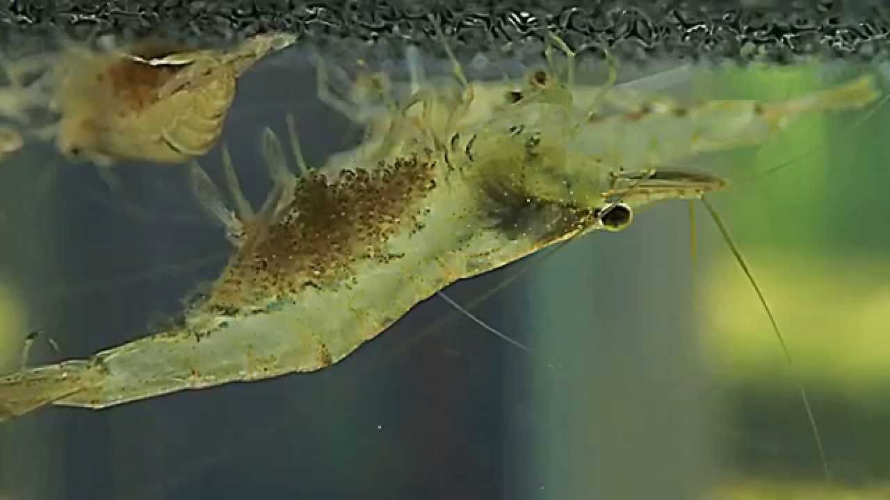 Caridina Nilotica