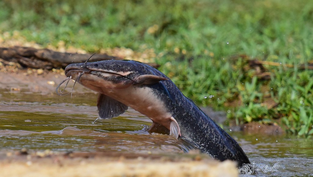 Clarias Gariepinnus