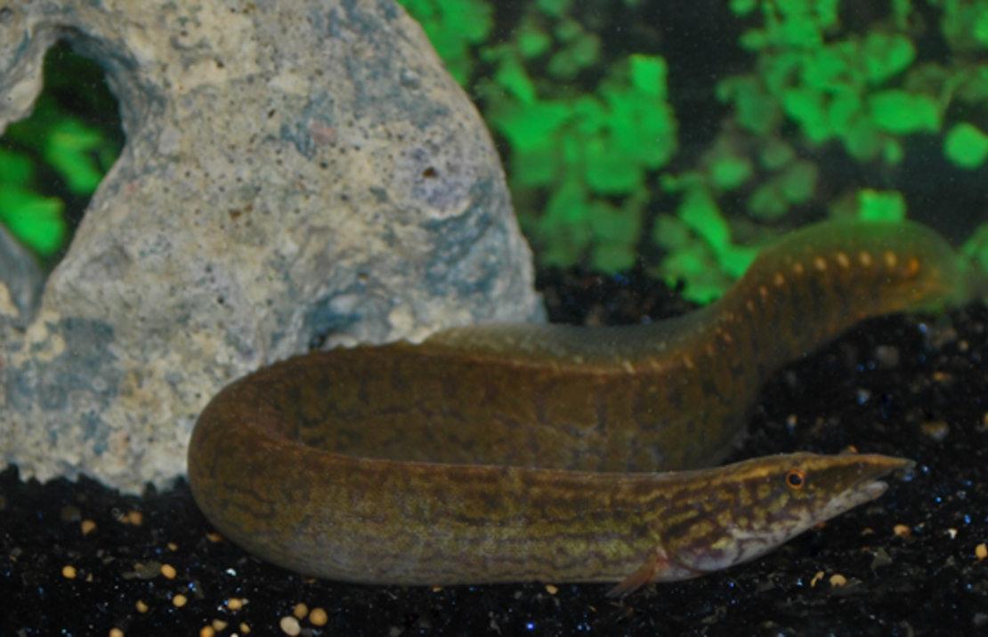 Mastacembelus Frenatus