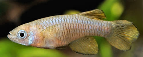 Micropanchax Loati