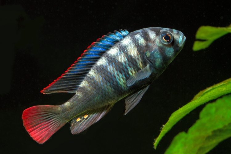 Neochromis Rufocaudalis