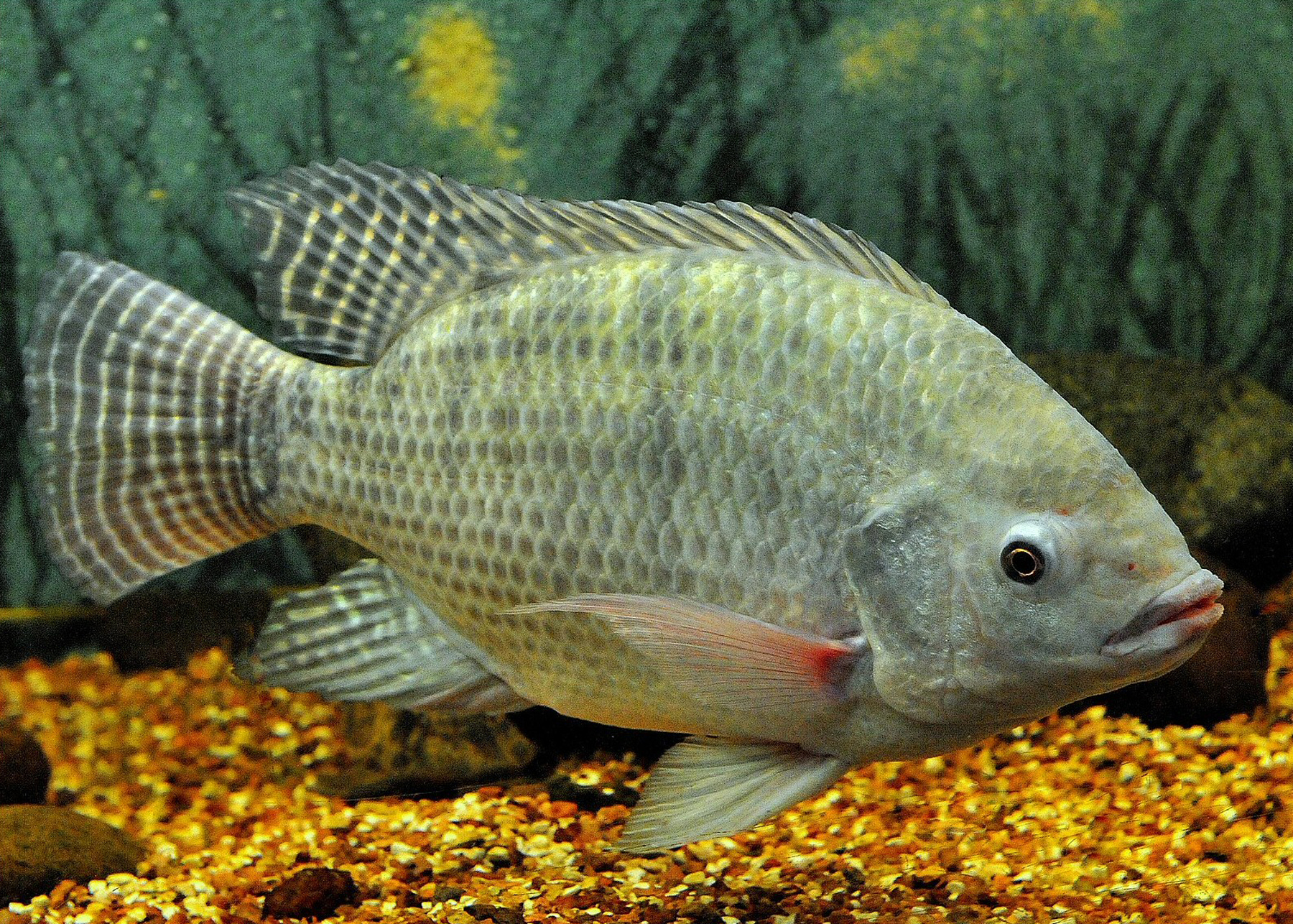 Oreochromis Niloticus
