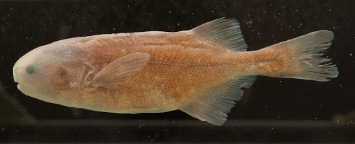 Pollimyrus Nigricans