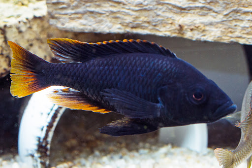 Yssichromis Piceatus