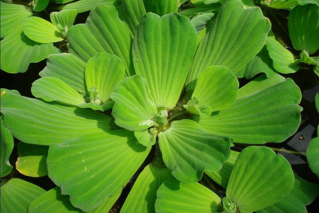 pistia