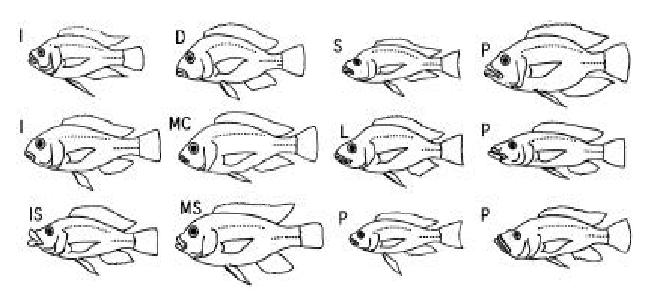 Les différentes formes d’Haplochromis