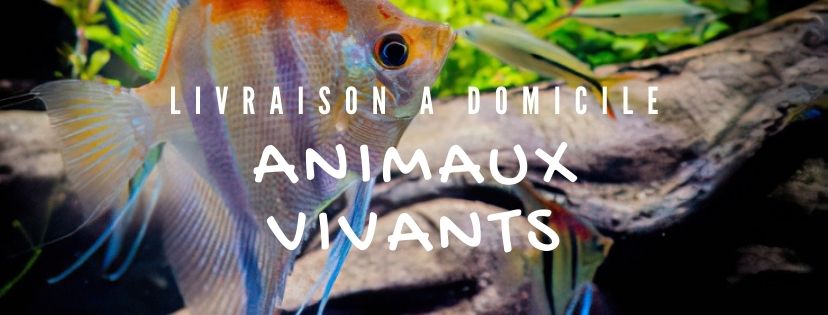 Les 8 poissons les plus adaptés pour les aquariophiles débutants - Jardiland