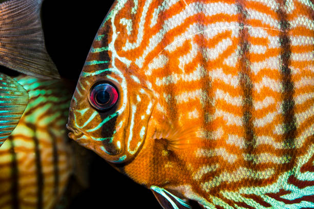 Poissons eau chaude aquarium et bassin