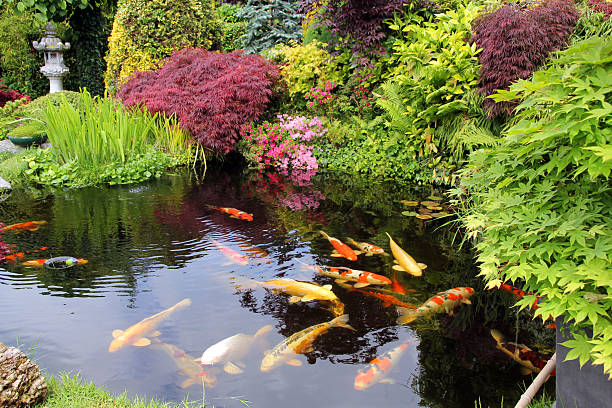 Poissons eau froide aquarium et bassin