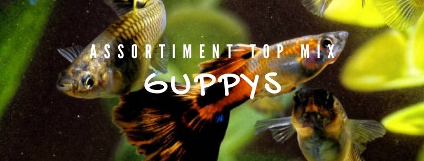 acheter guppys au mélange