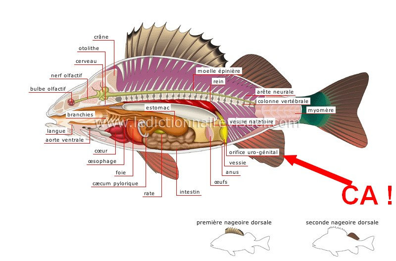 paradis - [Maintenance] Conseils pour corydoras Image?url=https%253A%252F%252Fwww.zupimages.net%252Fup%252F20%252F48%252Fygl6